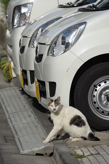 街のねこたち