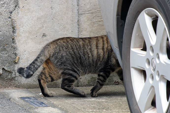 街のねこたち