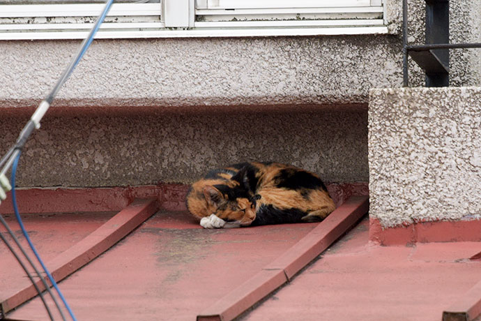 街のねこたち
