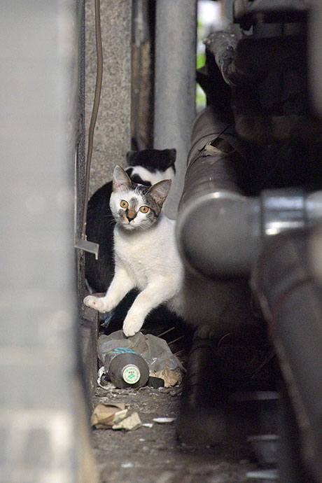 街のねこたち