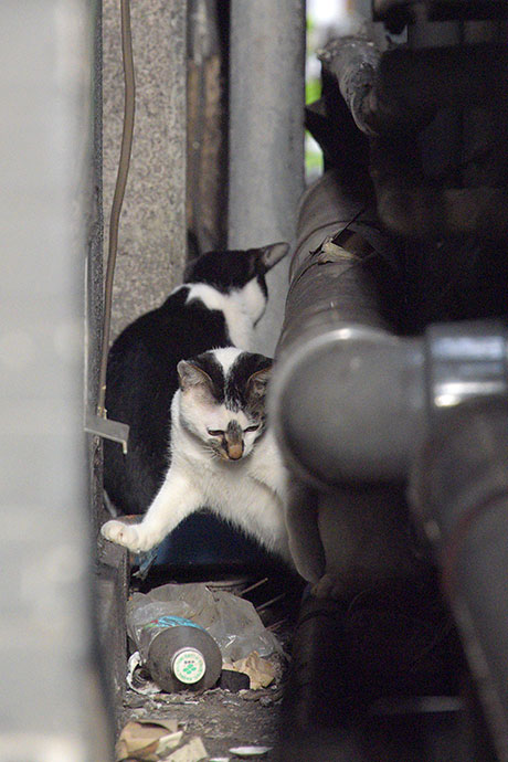 街のねこたち