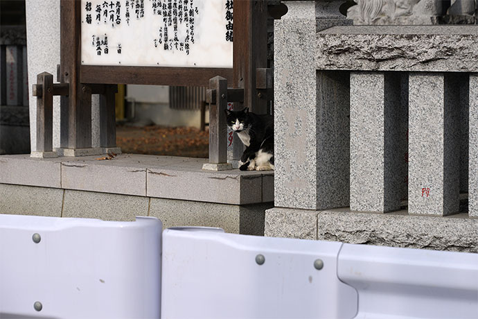 街のねこたち