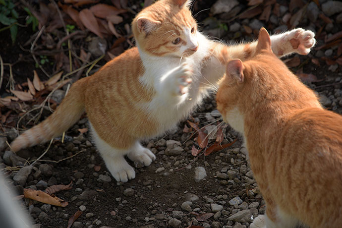街のねこたち