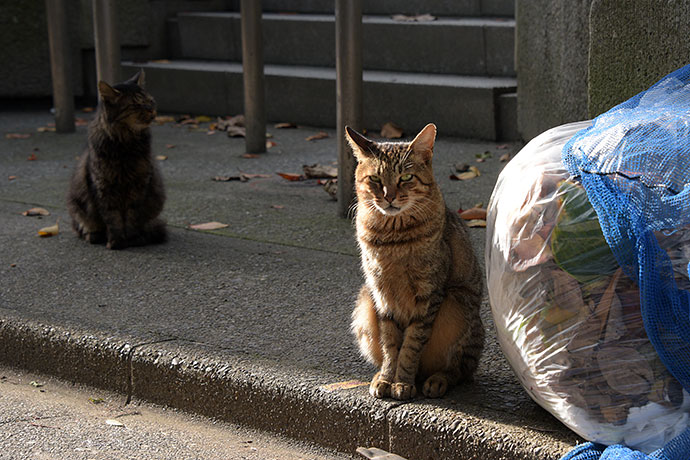 街のねこたち