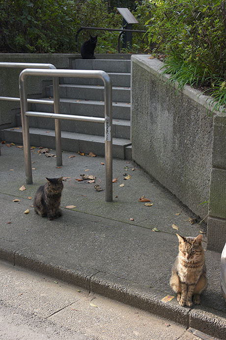 街のねこたち