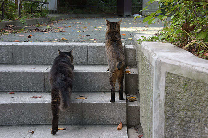 街のねこたち