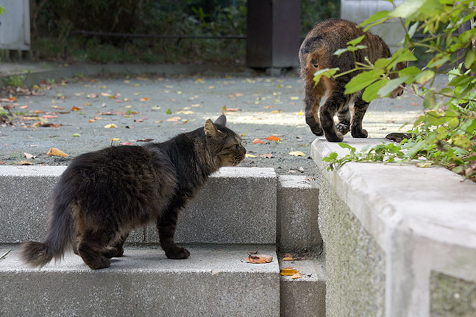 街のねこたち