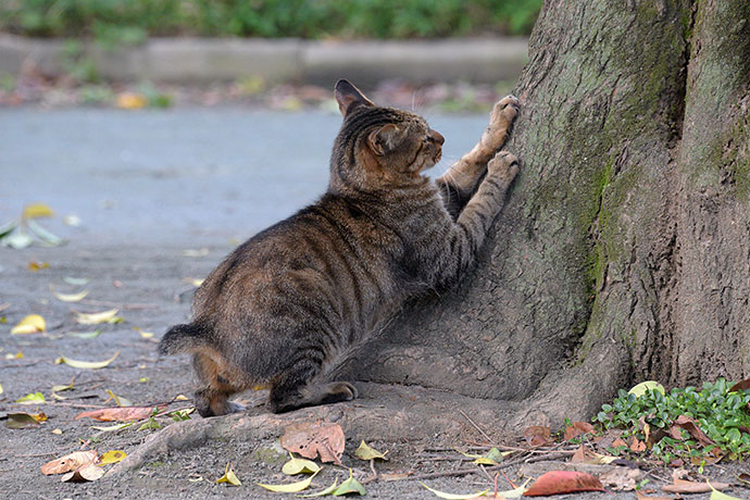 街のねこたち