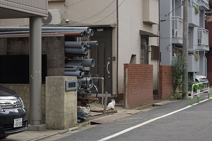 街のねこたち