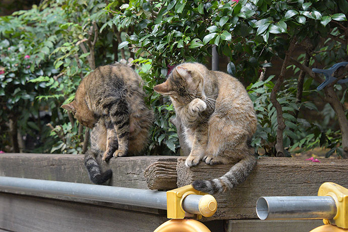 街のねこたち