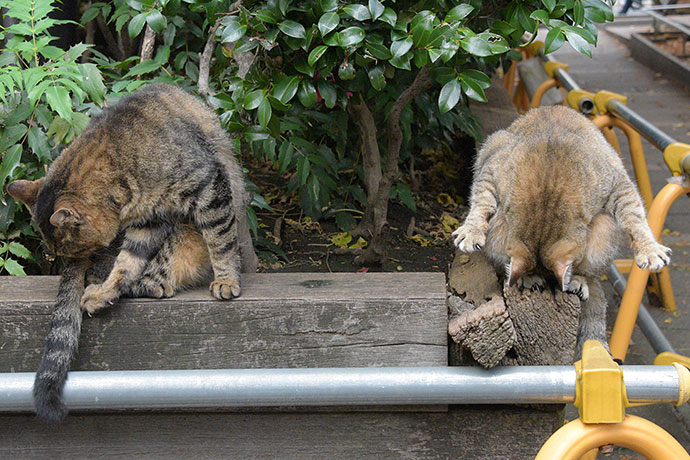 街のねこたち