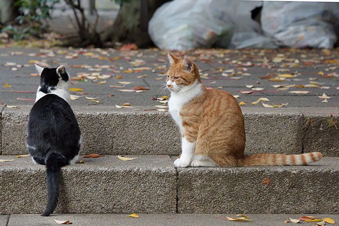 街のねこたち