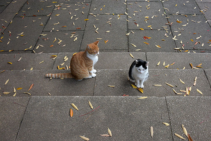 街のねこたち