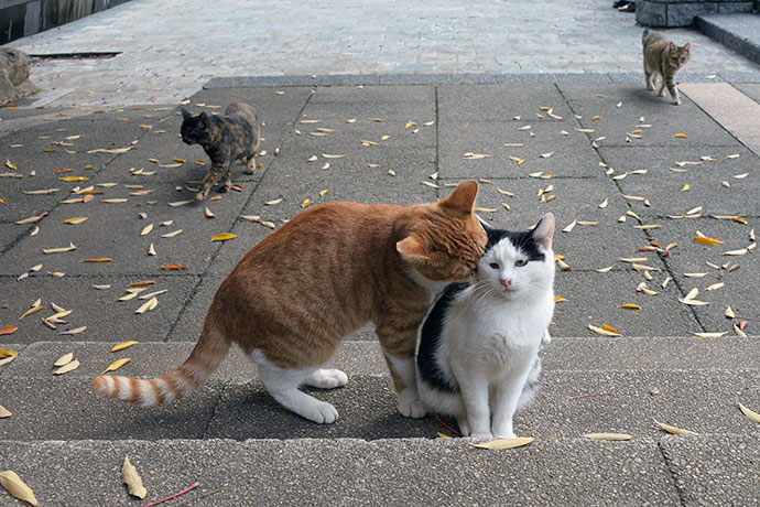 街のねこたち