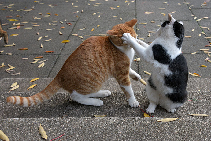 街のねこたち