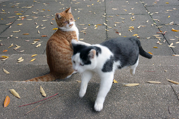 街のねこたち