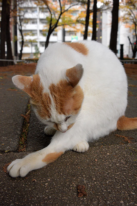 街のねこたち
