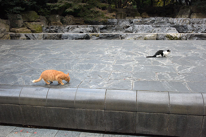 街のねこたち