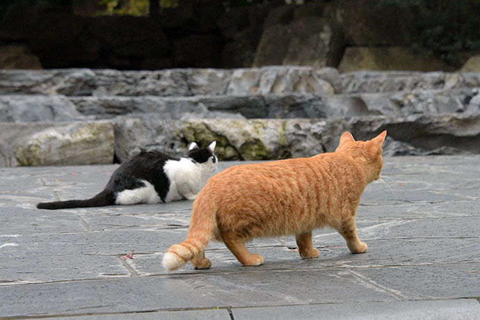 街のねこたち