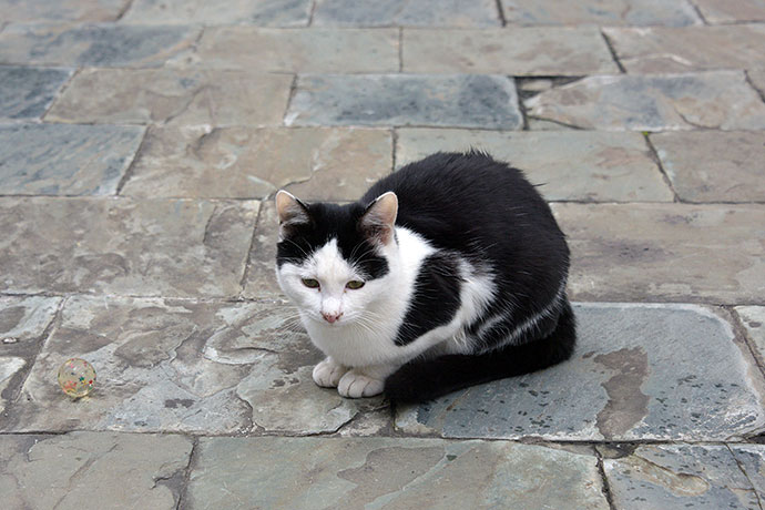 街のねこたち