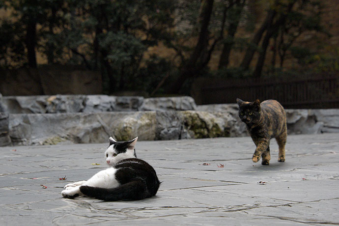 街のねこたち