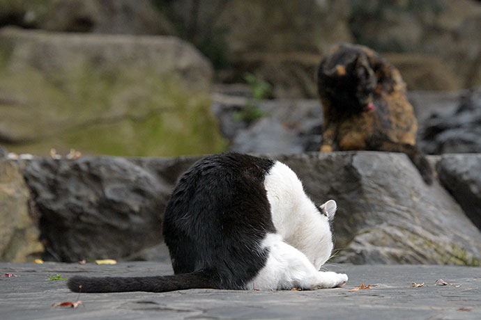 街のねこたち
