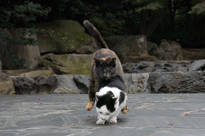 街のねこたち