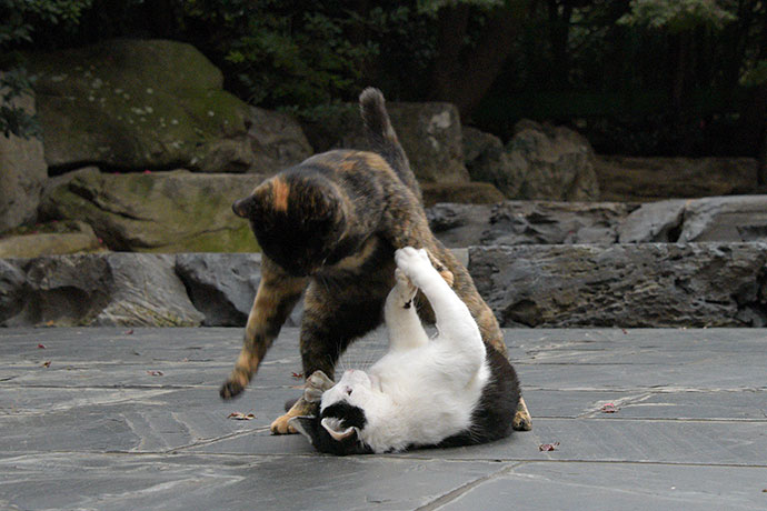 街のねこたち