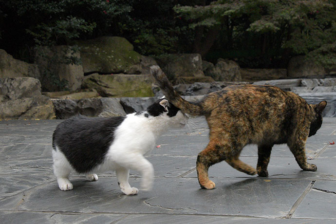 街のねこたち