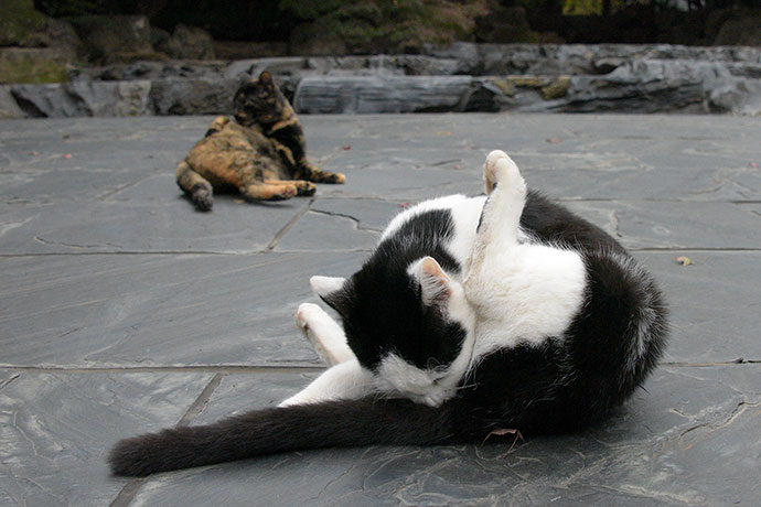 街のねこたち