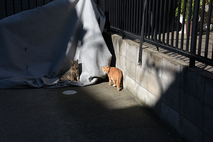 街のねこたち