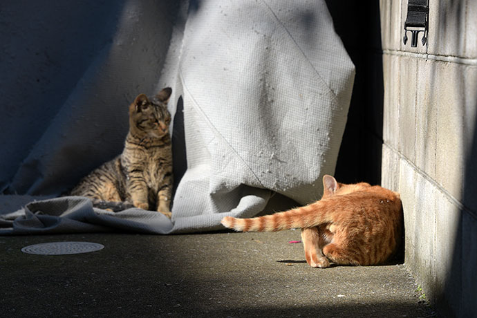 街のねこたち