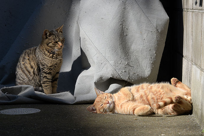 街のねこたち