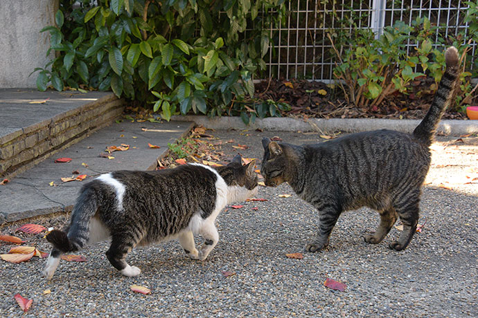 街のねこたち