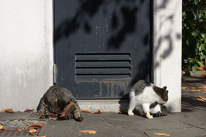 街のねこたち