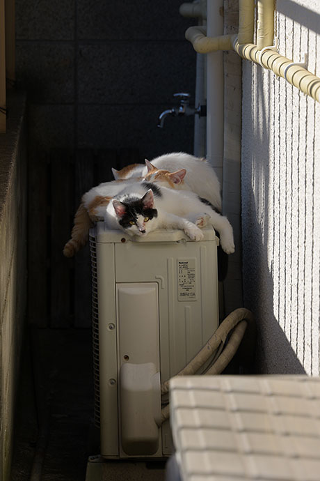 街のねこたち