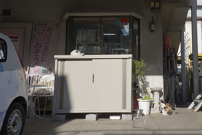 街のねこたち