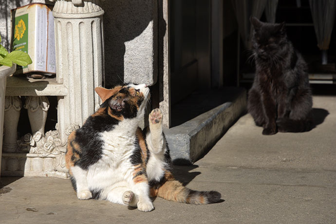 街のねこたち