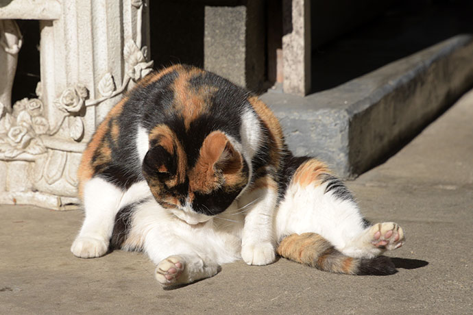 街のねこたち