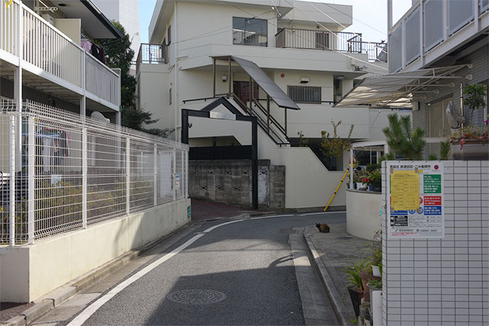 街のねこたち