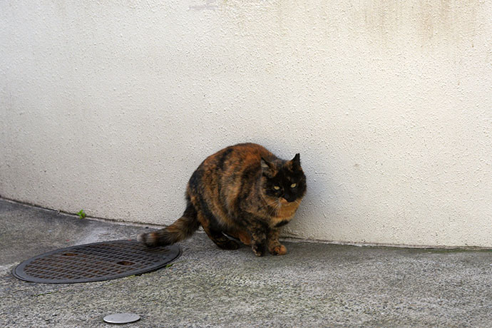 街のねこたち