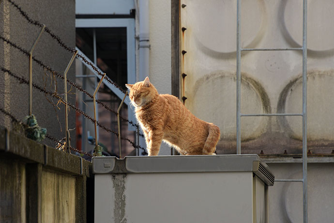 街のねこたち