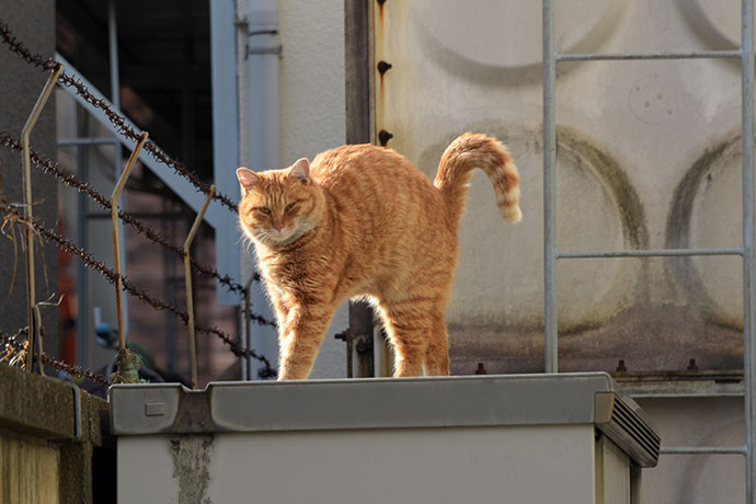 街のねこたち