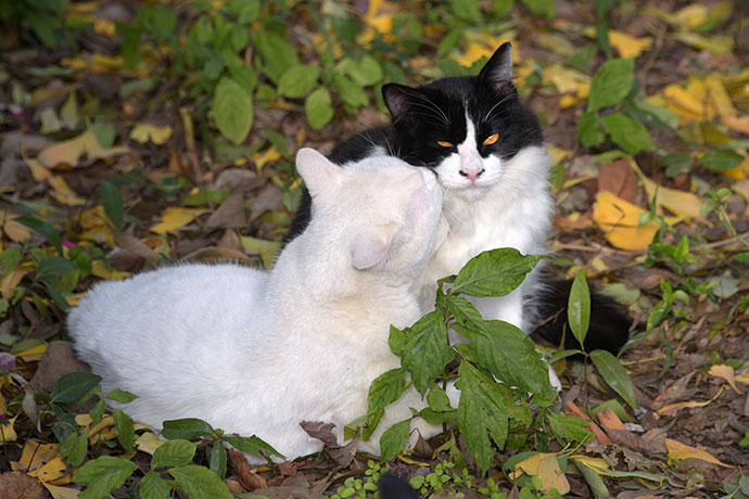街のねこたち