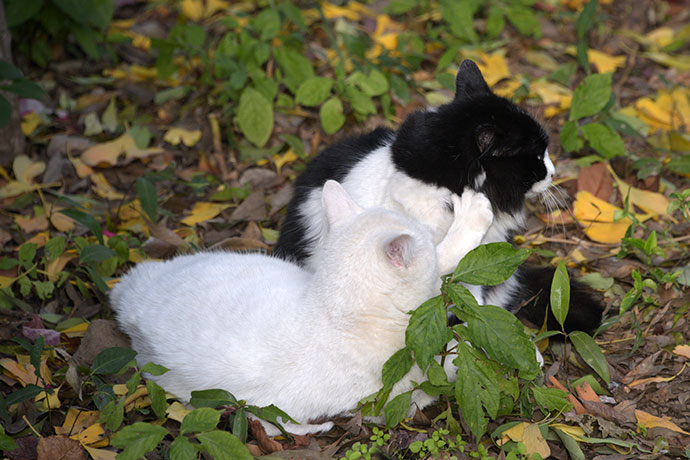 街のねこたち