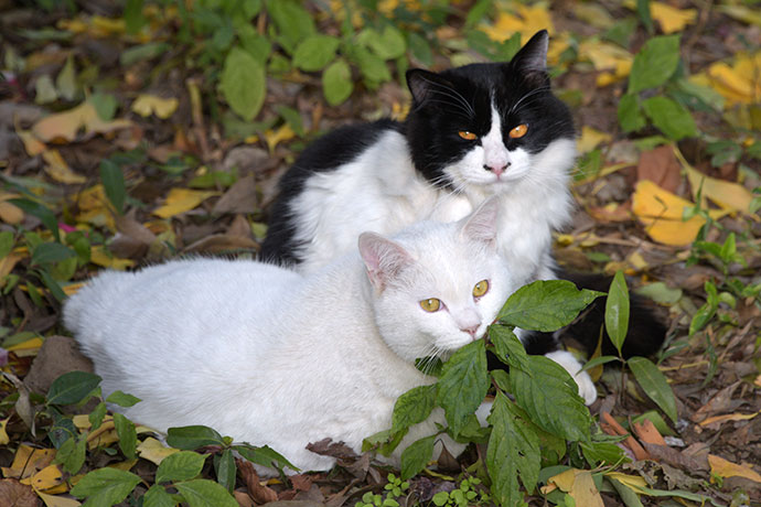 街のねこたち