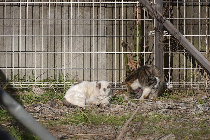 街のねこたち