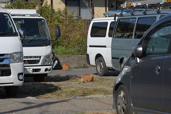 街のねこたち