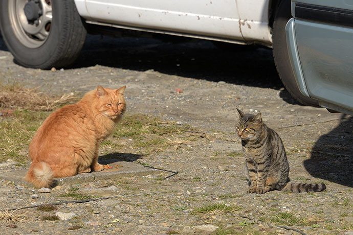 街のねこたち