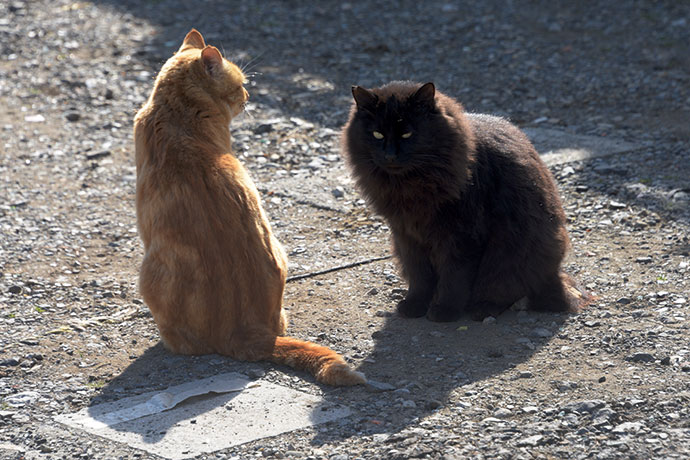 街のねこたち